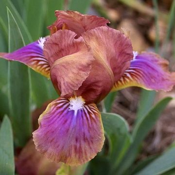 Iris pumila Wee Harry - Kleine Schwertlilie