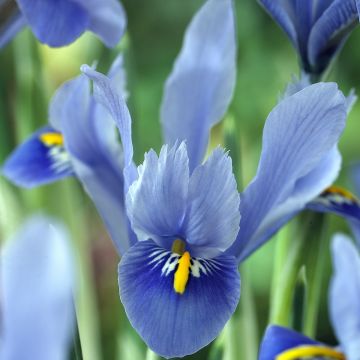 Iris reticulata Alida - Netzblatt-Schwertlilie