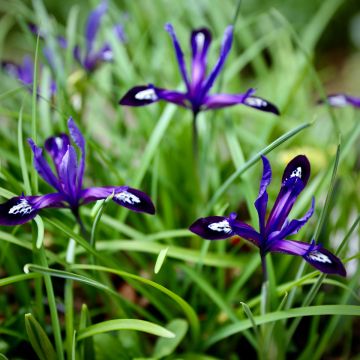 Iris reticulata Blue Note - Netzblatt-Schwertlilie