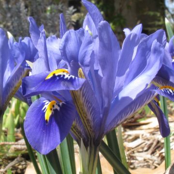 Iris reticulata Cantab