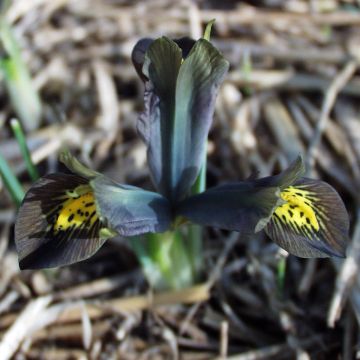 Iris reticulata Down to Earth - Netzblatt-Schwertlilie