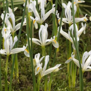 Iris reticulata Natascha - Netzblatt-Schwertlilie