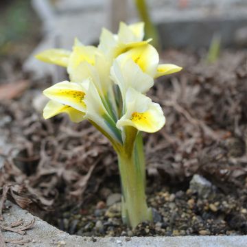 Iris reticulata North Star - Netzblatt-Schwertlilie