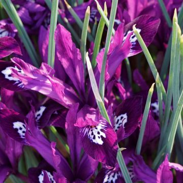 Iris reticulata Pauline - Iris réticulé