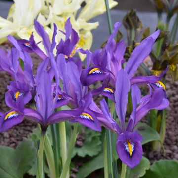 Iris reticulata Scent Sational - Netzblatt-Schwertlilie