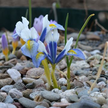 Iris reticulata Sea Breeze - Netzblatt-Schwertlilie