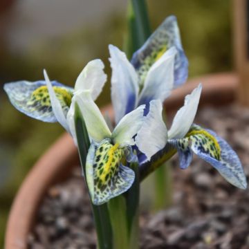 Iris reticulata Splish Splash - Netzblatt-Schwertlilie