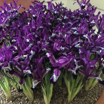 Iris reticulata Spot On - Netzblatt-Schwertlilie