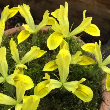 Iris reticulata Sunshine - Netzblatt-Schwertlilie