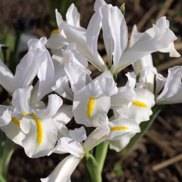 Iris reticulata White Caucasus - Netzblatt-Schwertlilie