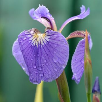 Iris setosa - Borsten-Schwertlilie