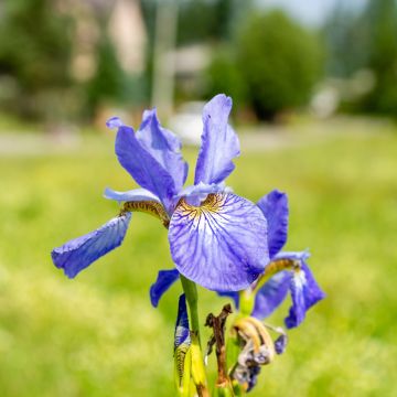 Iris sibirica Fran's gold - Sibirische Schwertlilie