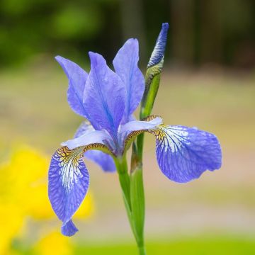 Iris sibirica Blue Moon - Sibirische Schwertlilie