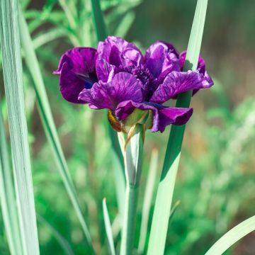 Iris sibirica Bundle of Joy - Sibirische Schwertlilie