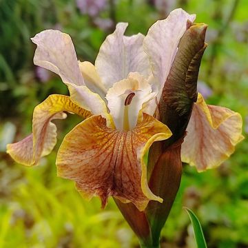 Iris sibirica Colonel Mustard - Sibirische Schwertlilie