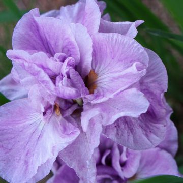 Iris sibirica Imperial Opal - Sibirische Schwertlilie