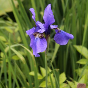 Iris sibirica Persimmon - Sibirische Schwertlilie