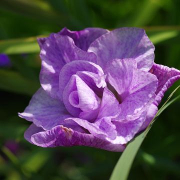 Iris sibirica Pink Parfait - Sibirische Schwertlilie