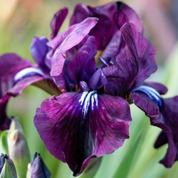 Iris sibirica Purplelicious - Sibirische Schwertlilie