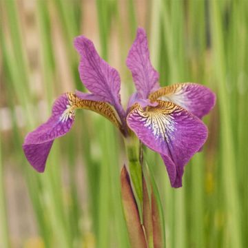 Iris sibirica Sparkling Rose - Sibirische Schwertlilie