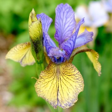 Iris sibirica Tipped in Blue - Sibirische Schwertlilie