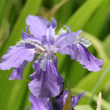 Iris tectorum - Dach-Schwertlilie