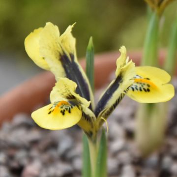 Iris reticulata Orange Glow - Netzblatt-Schwertlilie