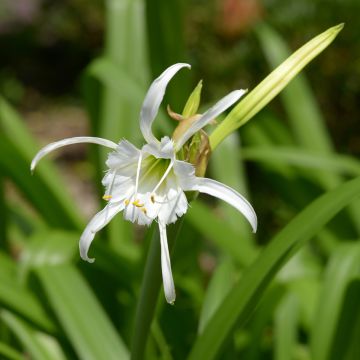 Hymenocallis festalis White - Schönhäutchen