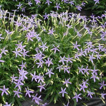 Isotoma axillaris Tristar Deep Blue - Schein-Lobelie