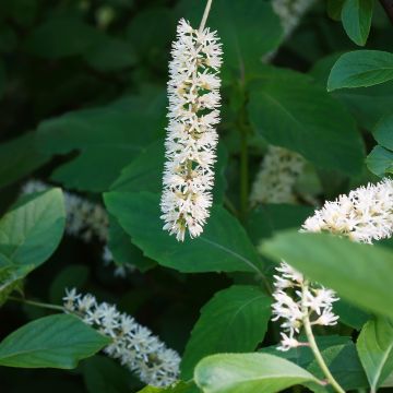 Itea virginica Love Child - Viriginische Rosmarinweide