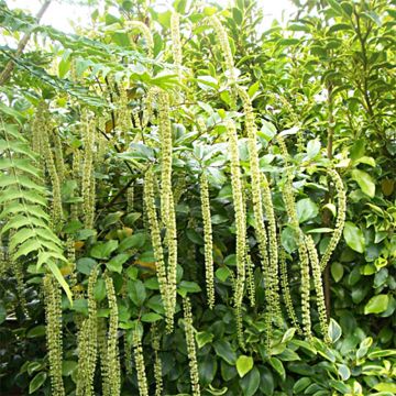 Itea ilicifolia - Stechpalmenblättrige Rosmarinweide