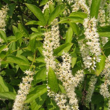 Itea virginica Little Henry - Viriginische Rosmarinweide