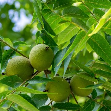 Schwarznuss - Juglans nigra