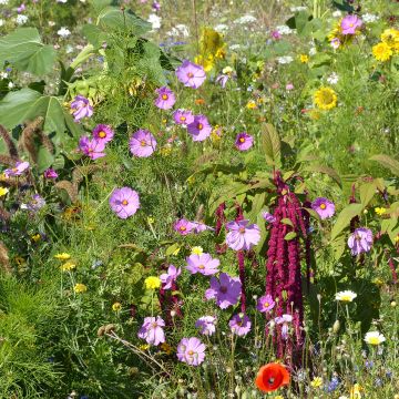 Blumenwiese für Vögel - Herkunft Frankreich