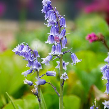 Jacinthe d'Espagne - Hyacinthoides hispanica