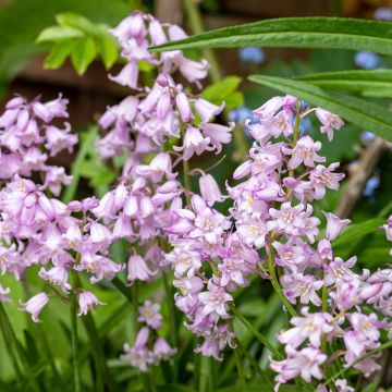 Hyacinthoides hispanica Rose Queen - Spanische Hasenglöckchen