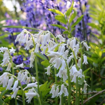 Hyacinthoides hispanica Alba - Spanische Hasenglöckchen