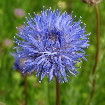 Jasione laevis Blaulicht - Ausdauerndes Sandglöckchen