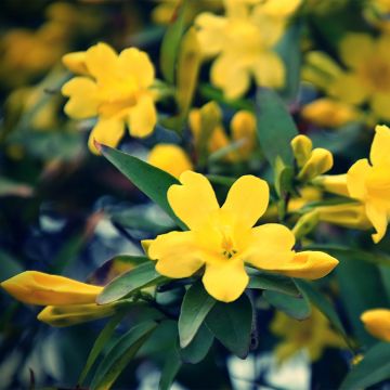 Jasminum humile Revolutum - Gelber Jasmin