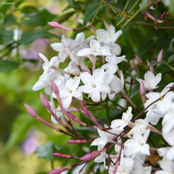 Jasminum Starry Night - Jasmin