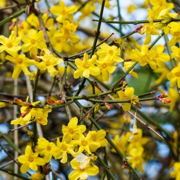 Jasmin d'hiver - Jasminum nudiflorum