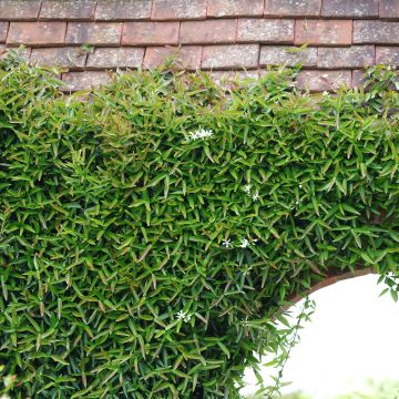 Jasmin étoilé - Trachelospermum jasminoides Waterwheel