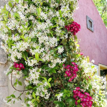 Jasminum officinale - Echte Jasmin