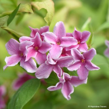 Jasminum stephanense Starry Summer Scent - Jasmin