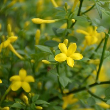 Chrysojasminum fruticans - Gelber Jasmin