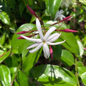 Jasminum laurifolium var. nitidum - Jasmin