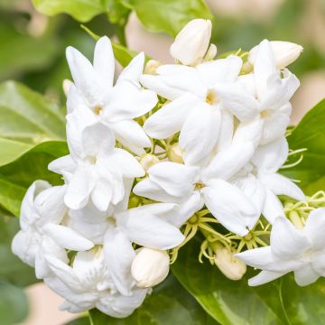 Jasminum sambac - Arabischer Jasmin