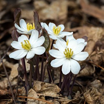 Jeffersonia diphylla - Feffersonie