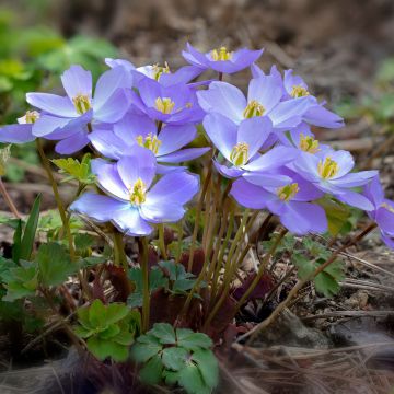 Jeffersonia dubia - Feffersonie