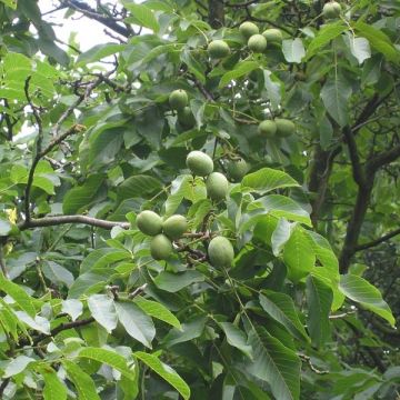 Walnuss Parisienne - Juglans regia